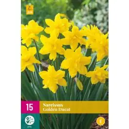 Narcissus Golden Ducat - Voordeelprijs