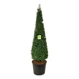 Larix kaempferi - piramide | Veilige betaling