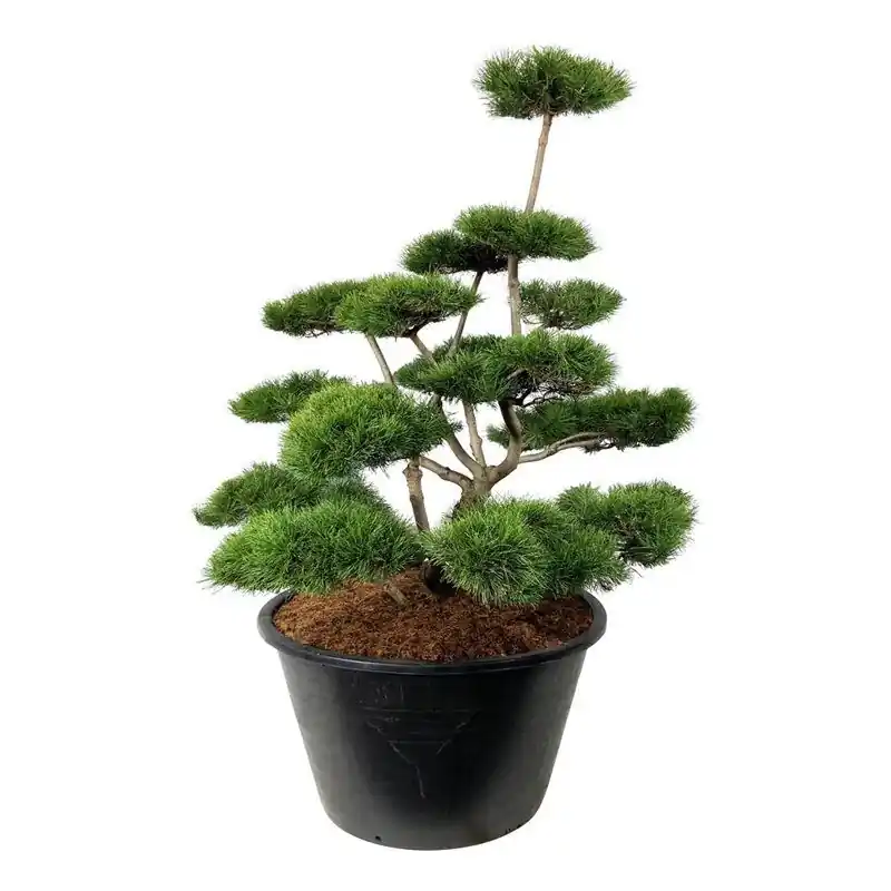 Bestseller - Pinus contorta - bonsai