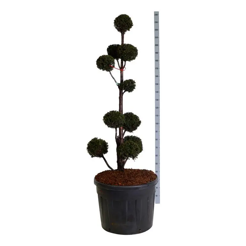 Outlet - Taxus baccata - multibol