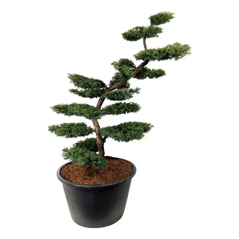 Verlaagde prijs | Taxus Summergold - bonsai