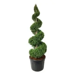 Superprijs | Thuja Brabant - spiraal