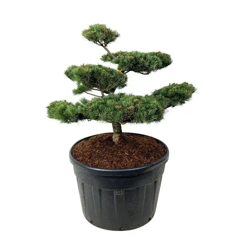 Beperkte voorraad | Pinus Negishi - bonsai