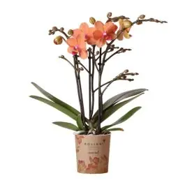 Topkwaliteit - Phalaenopsis oranje