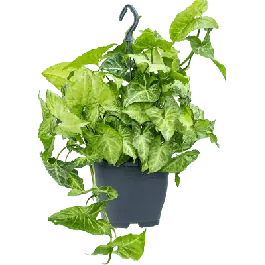 Professionele kwaliteit | Syngonium White Butterfly