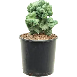 Myrtillocactus Cristata | Premiumkwaliteit