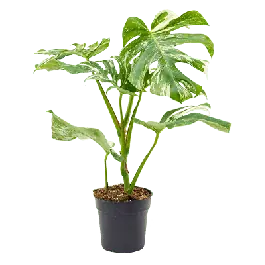 Monstera deliciosa Variegata | Rechtstreeks uit de fabriek