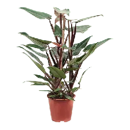 Beste prijs | Philodendron New Red
