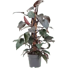 Philodendron New Red mosstok - Bespaar meer
