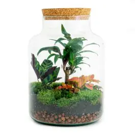 DIY Terrarium Milky Palm | Bespaar nu