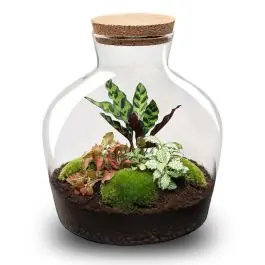 Lage prijs | DIY Terrarium Joe Botanical