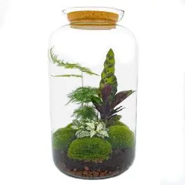 DIY Terrarium Sven Asparagus - Dagdeal