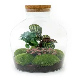 DIY Terrarium Joe Coffea | Nu beschikbaar