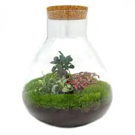 Hoge kwaliteit - DIY Terrarium Sam Bonsai