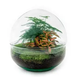 Populair bij klanten | DIY Terrarium Dome Asparagus