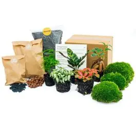 Terrarium pakket bonsai | Makkelijk bestellen