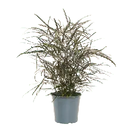 Dizygotheca Elegantissima - Voordeelprijs