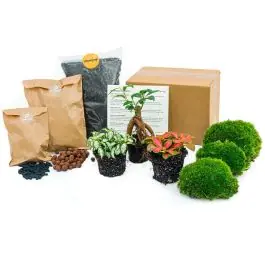 Populair | Terrarium pakket Ficus Bonsai