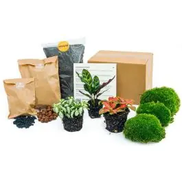 Terrarium pakket Calathea Lancifolia | Vanaf nu beschikbaar