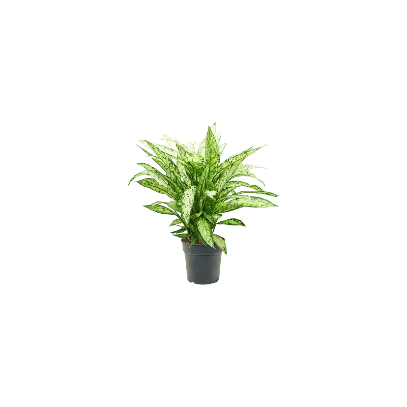 Tijdelijk aanbod | Dieffenbachia Vesuvius