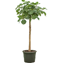 Flitsaanbieding - Ficus Everest op stam