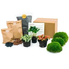 Terrarium pakket Coffea Arabica | Bestel vandaag