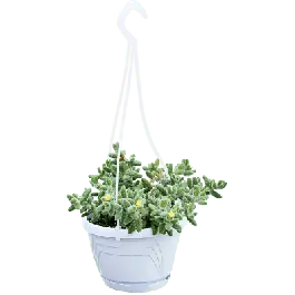 Expreslevering - Delosperma hispidum
