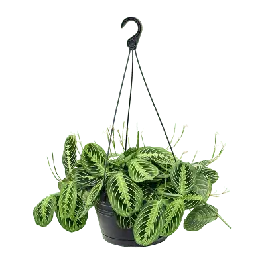 Maranta Lemon | Zojuist toegevoegd
