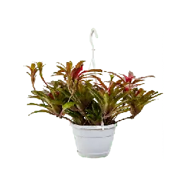 Net toegevoegd | Neoregelia Fireball