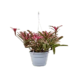 Neoregelia Fireball Donger - Veilige betaling
