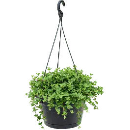 Peperomia Rotundifolia - Veel gevraagd