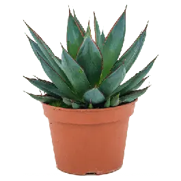 Agave Shaka Zulu - Korting