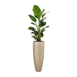 Strelitzia Nicolai in Metallic Partner champagne - Aanbieding