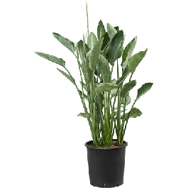 Meest verkocht - Strelitzia reginae XL