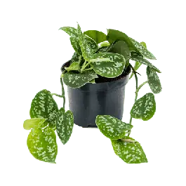 Scindapsus Pictus S - Nu beschikbaar