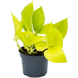 Scindapsus Golden Pothos S - Aanbieding loopt bijna af