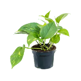 Scindapsus Aureum S | Extra voordeel