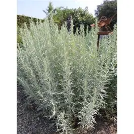 Artemisia Silver Queen - Rechtstreeks van de fabrikant