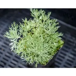 Artemisia Nana - Nieuw binnen