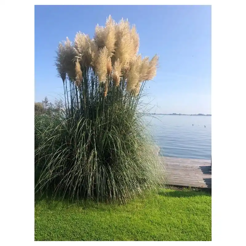 Cortaderia selloana | Verlaagde prijs