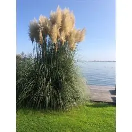 Festuca Blaufuchs | Vanaf nu beschikbaar