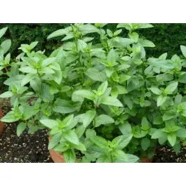 Aanbieding loopt bijna af | Mentha piperita