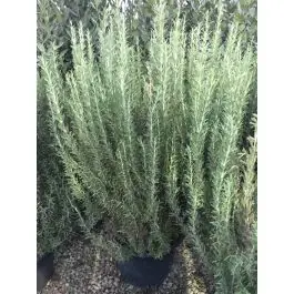 Klantfavoriet - Rosmarinus officinalis