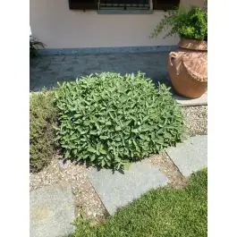 Salvia officinalis - Beste prijs