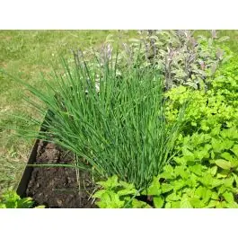 Allium schoenoprasum - Aanrader
