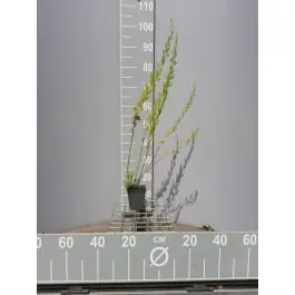 Veel gevraagd - Artemisia dracunculus