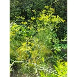 Foeniculum vulgare - Zojuist toegevoegd