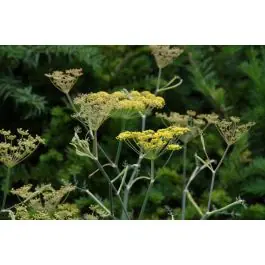 Foeniculum Giant Bronze - Rechtstreeks uit de fabriek