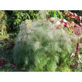 Nu beschikbaar | Foeniculum Purpureum