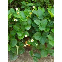 Fragaria ananassa - Vanaf nu beschikbaar